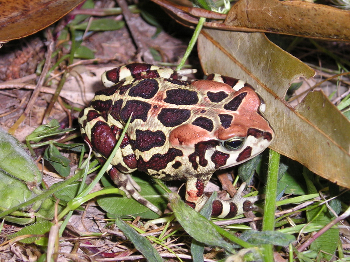 Western Leopard Toad (Sclerophrys pantherinus) — an Endangered species with known urban habitat in Cape Town's Southern Suburbs